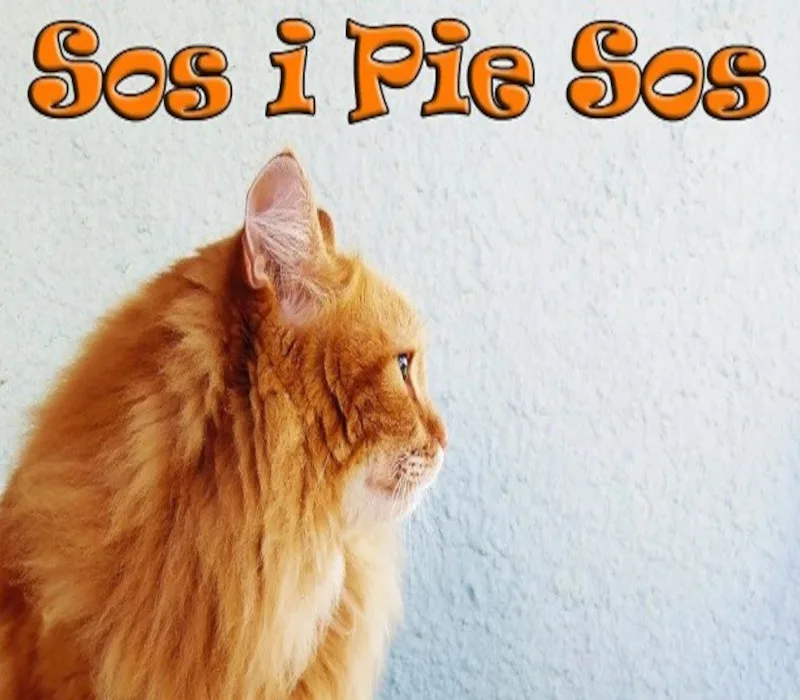 Sos i Pie Sos Steam CD Key